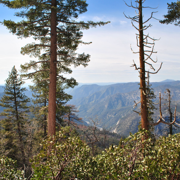 ROCKY MOUNTAINS (600 x 600 px) (600 x 800 px) (600 x 600 px) (4)